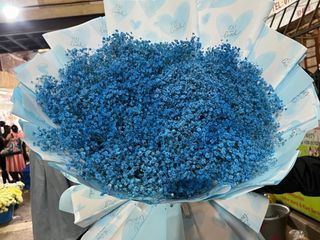 Blue Baby breath