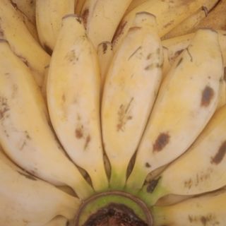 Yellow Banana