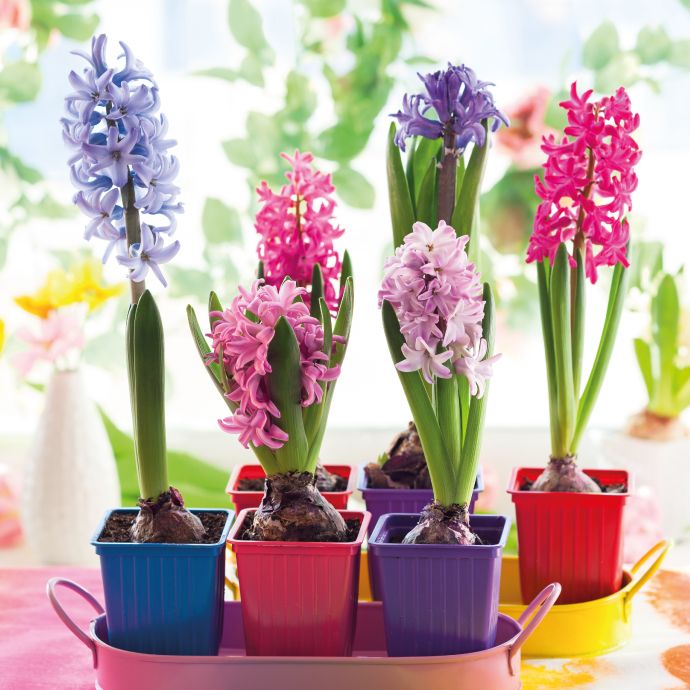 Квіти та добриво