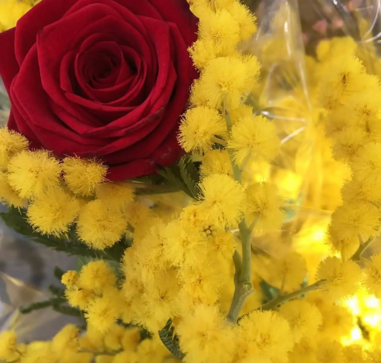 Rose