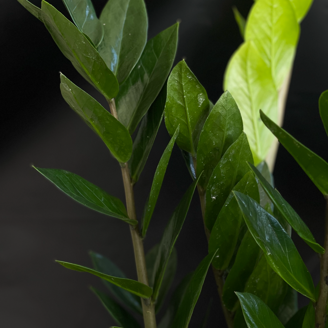 КІМНАТНІ РОСЛИНИ