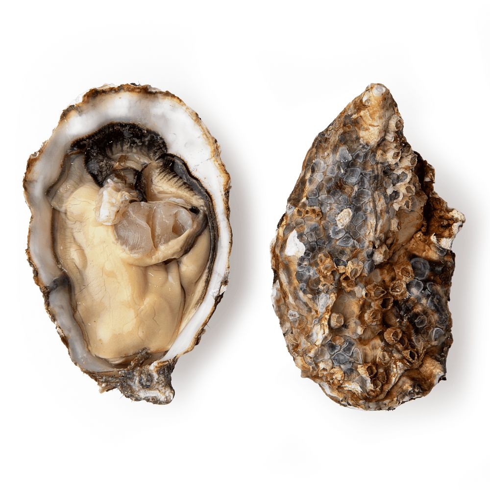 Устриці та лобстери.