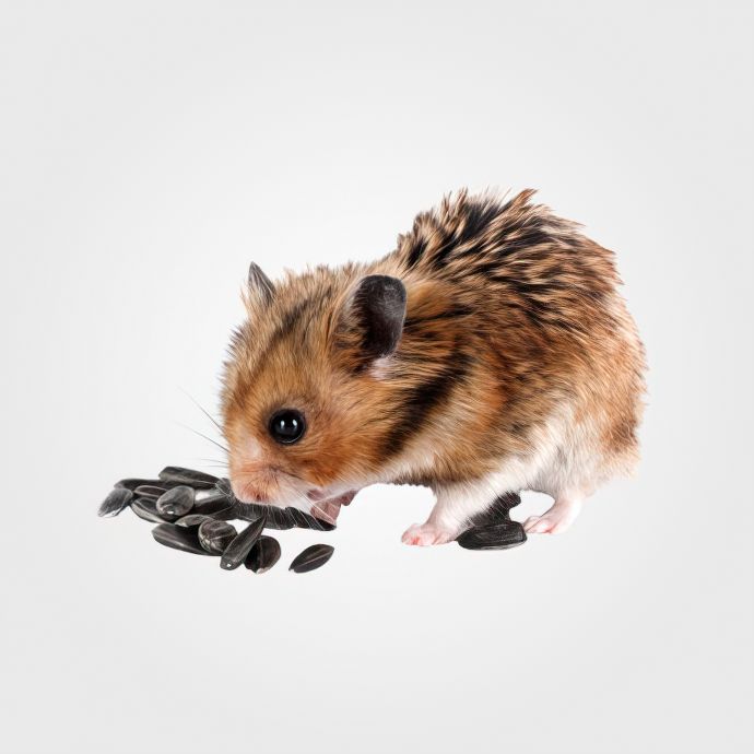 Корм для гризунів