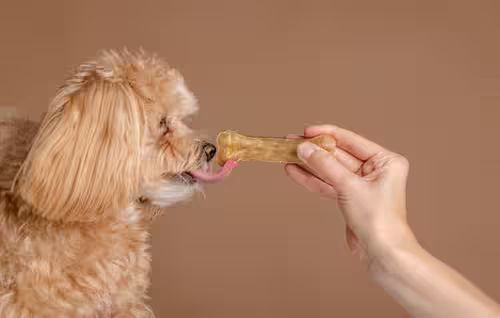 ЛАСОЩІ СОБАКИ