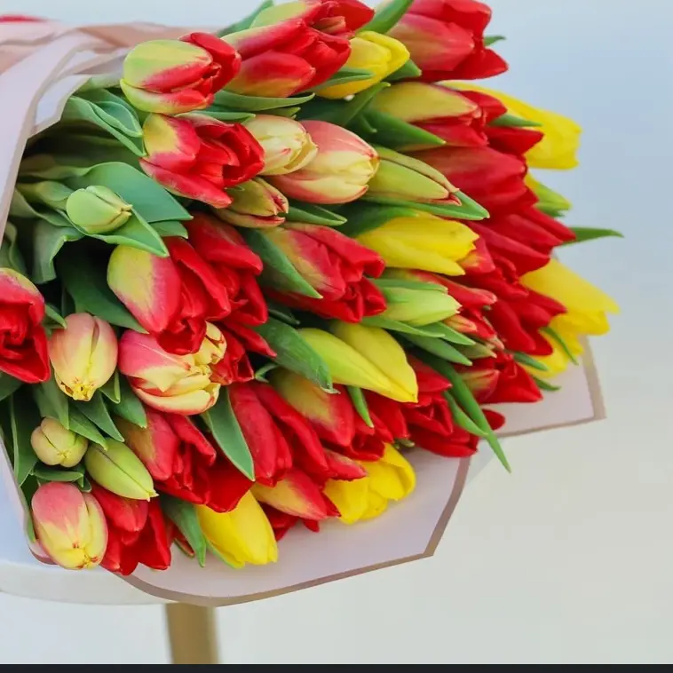 Tulipani