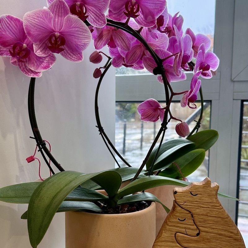 Rośliny i kwiaty doniczkowe