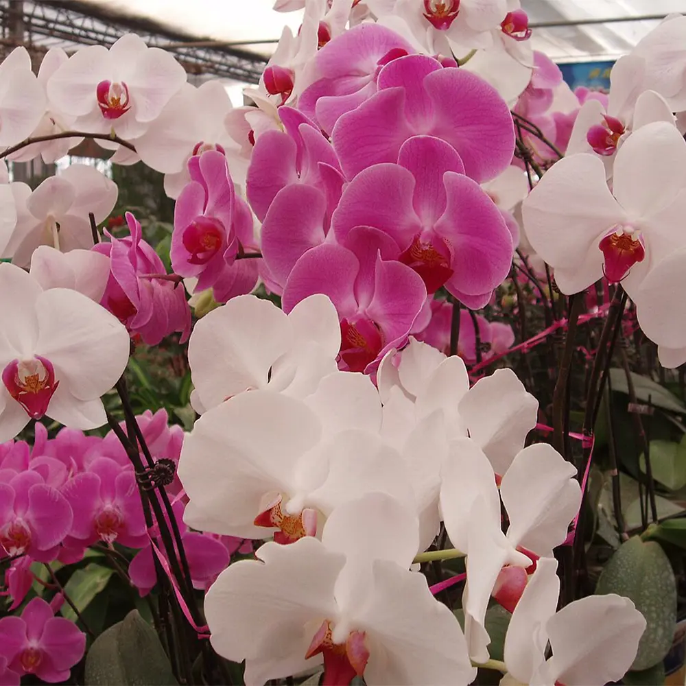 Orchidee