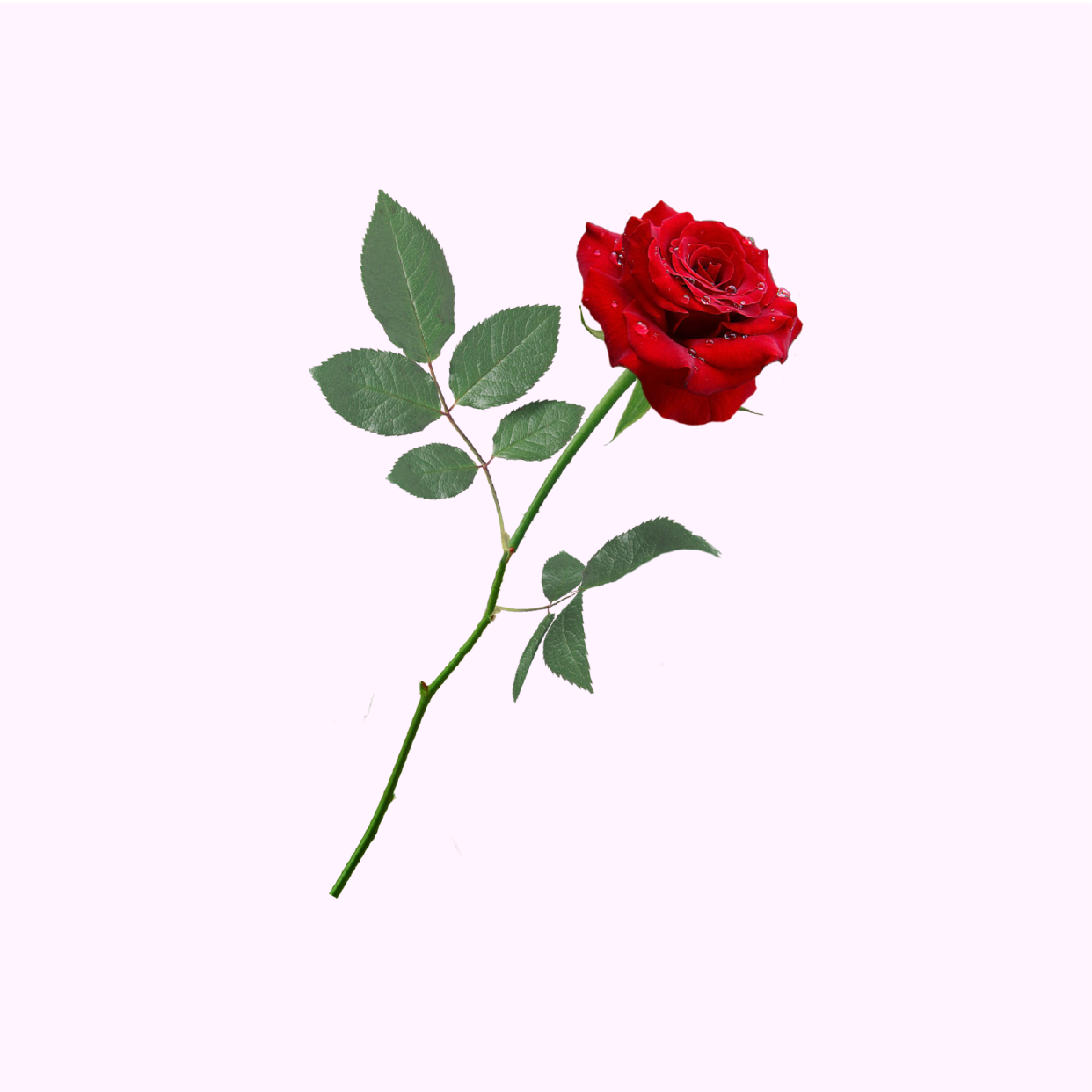 Վարդեր հատով