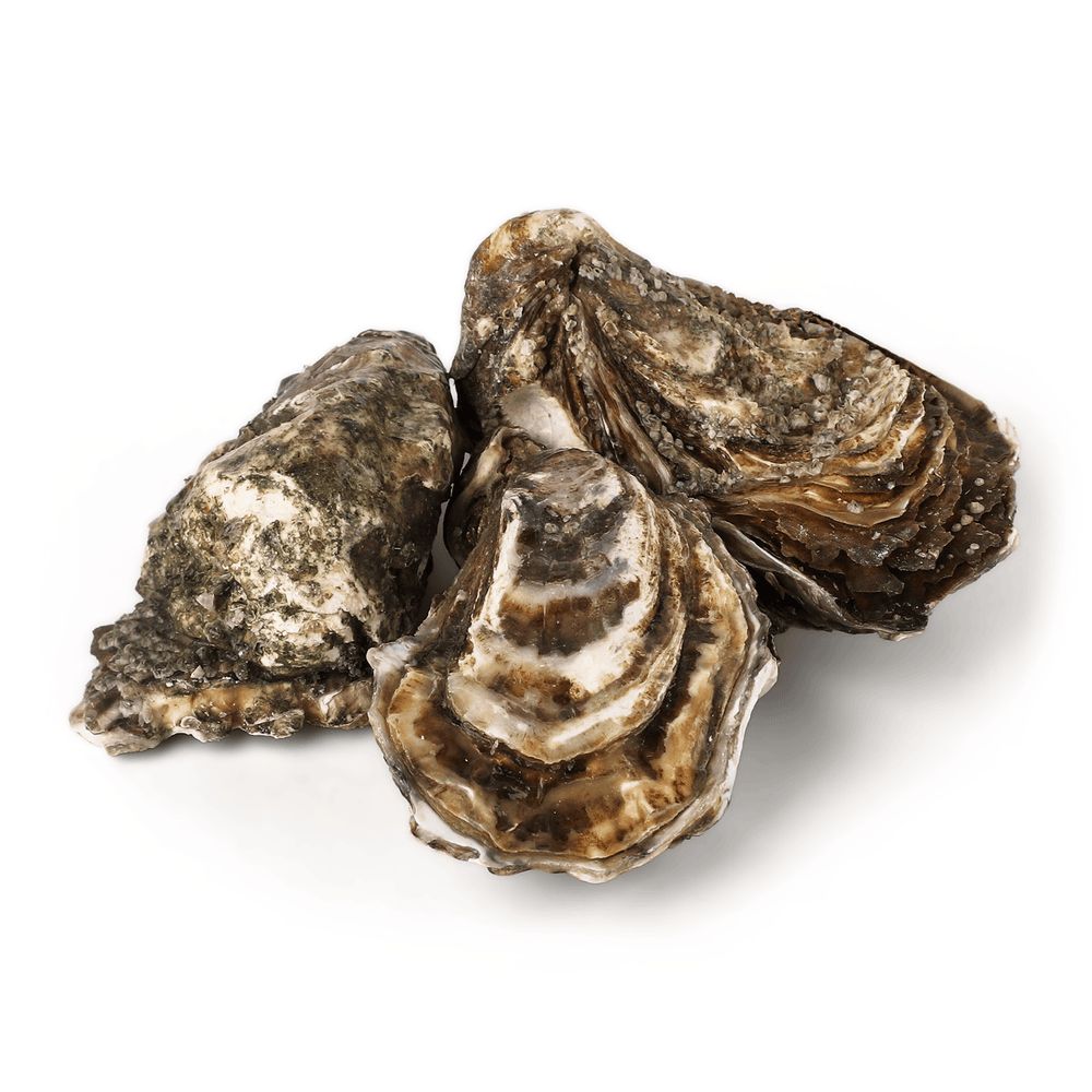 Морепродукти та молюски