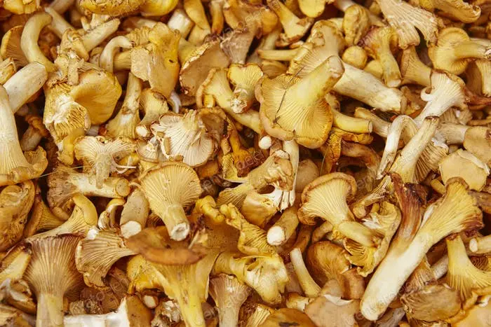 Hongos