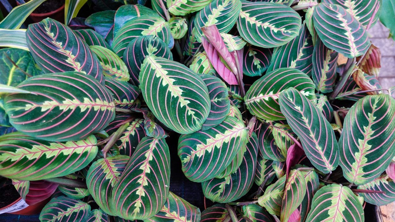 Piante