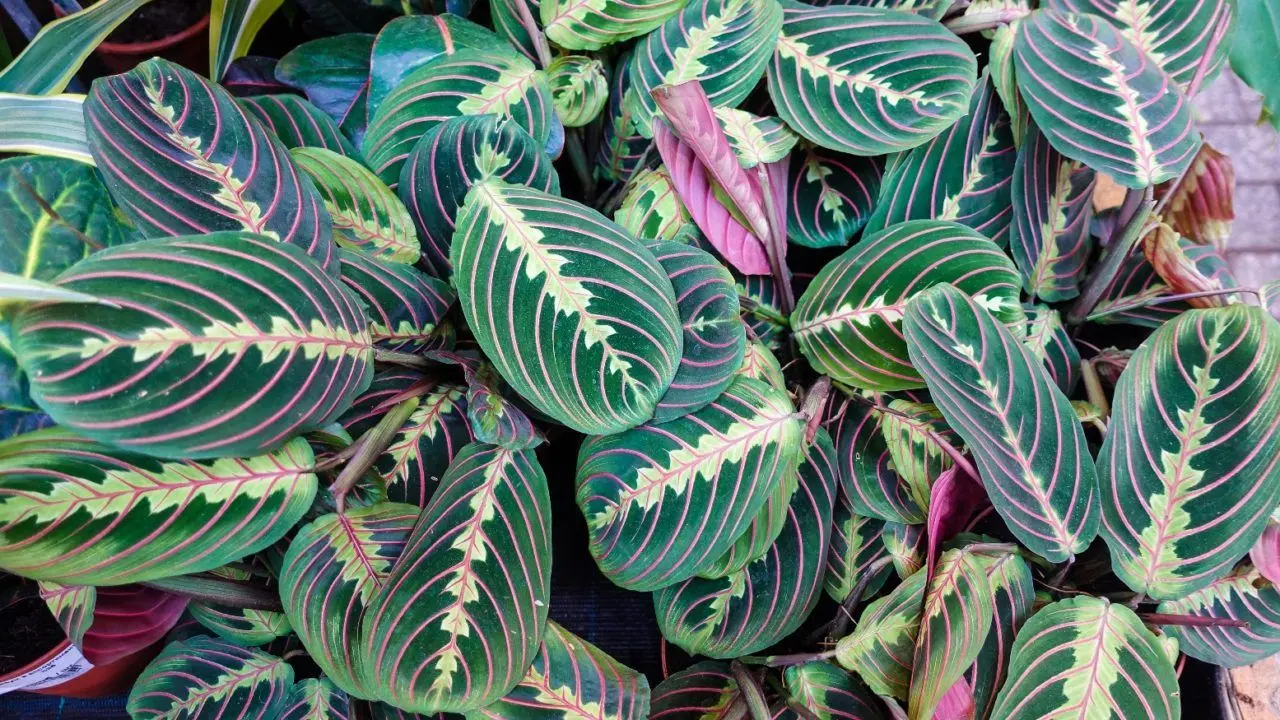Piante
