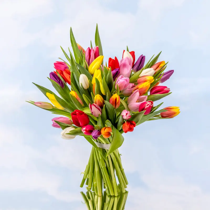 Tulipanes