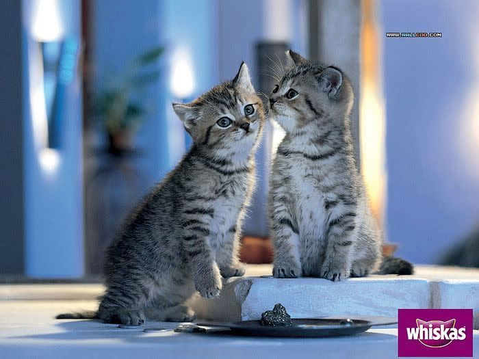 Hrana za mačke Whiskas