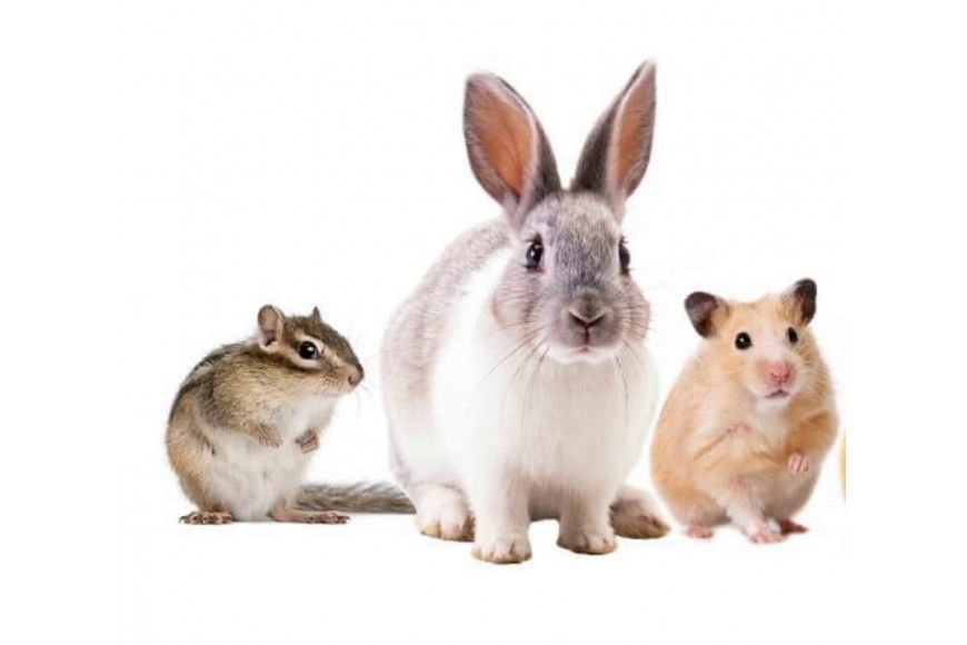 КОРМ ГРИЗУНИ