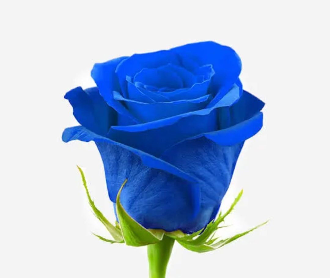 Especial 3 de octubre Flores Azules