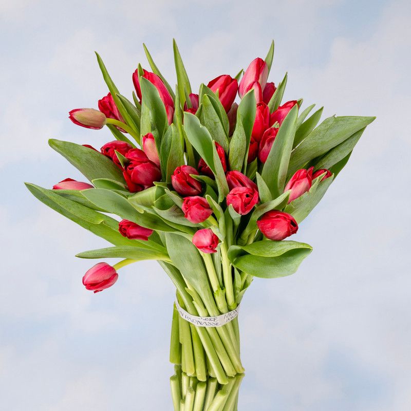 35 Tulipanes