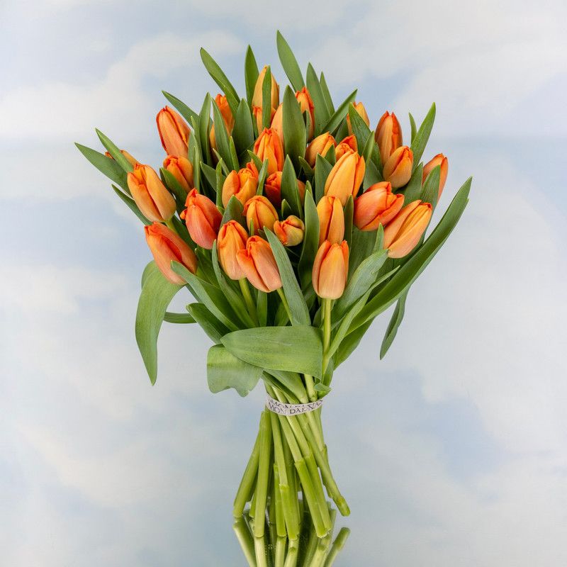 25 Tulipanes