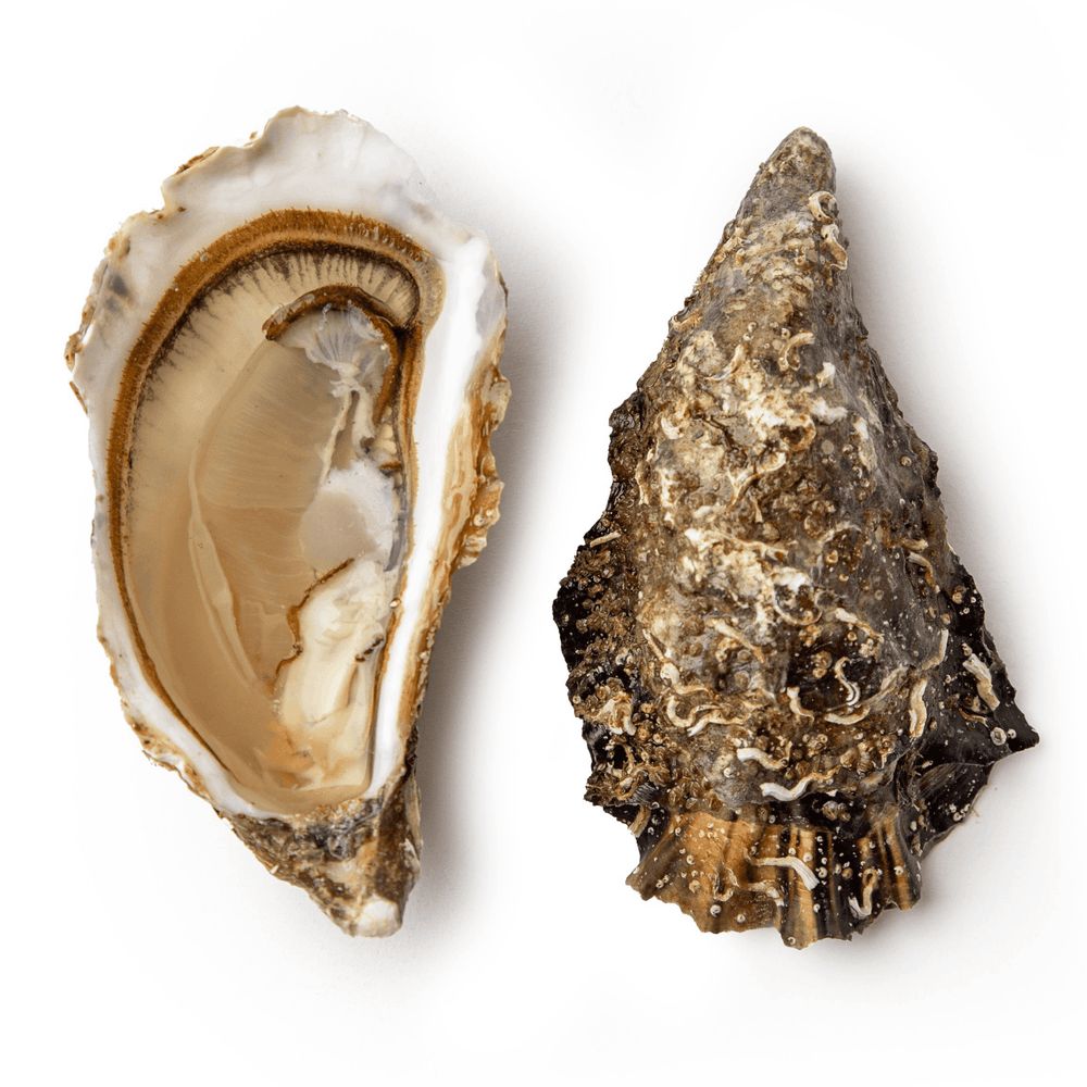 Морепродукти та молюски