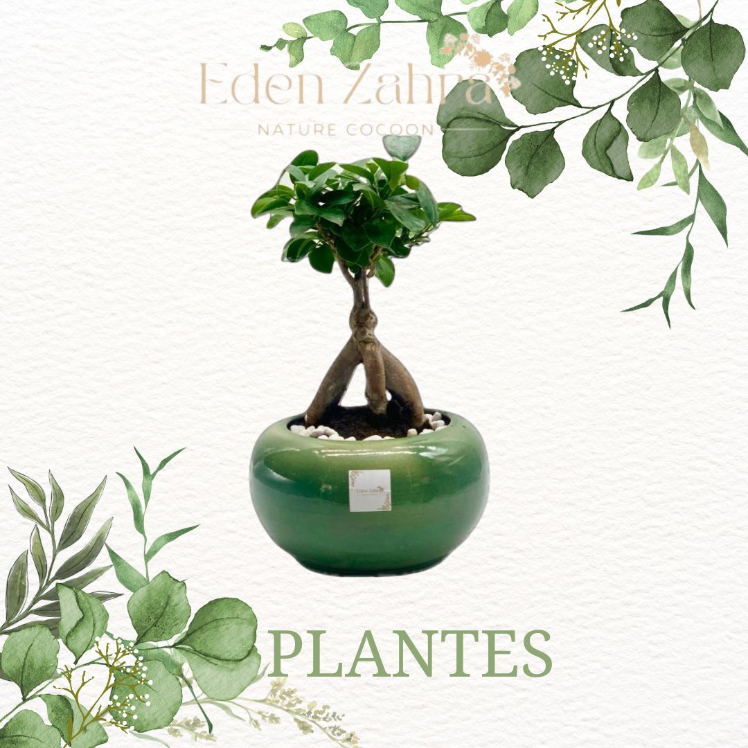 Plantes 