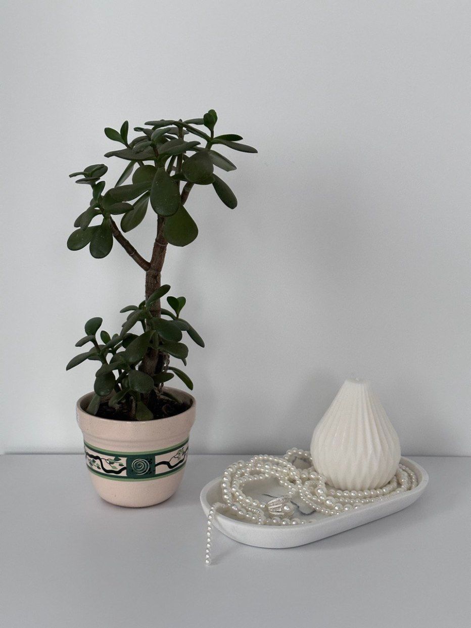  Кімнатні рослини