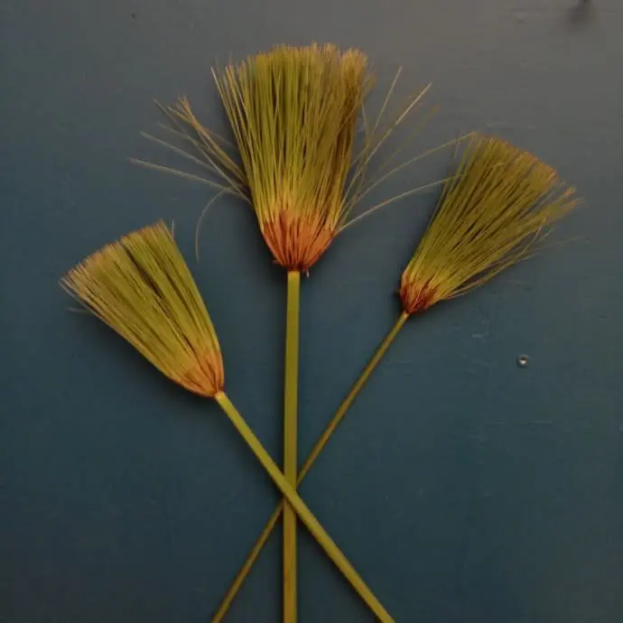 Complementos