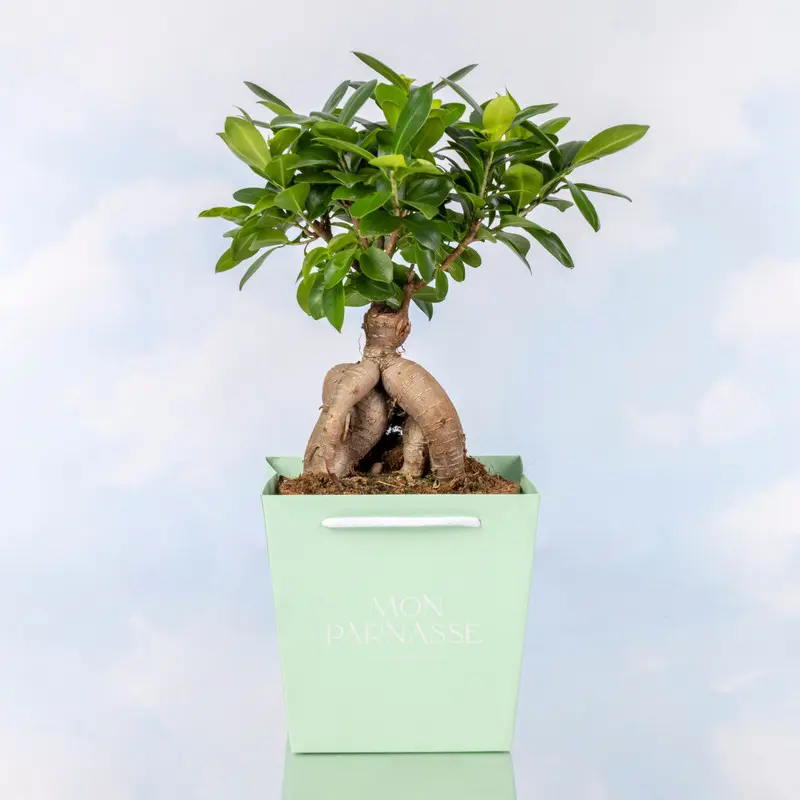 Plantas Decorativas
