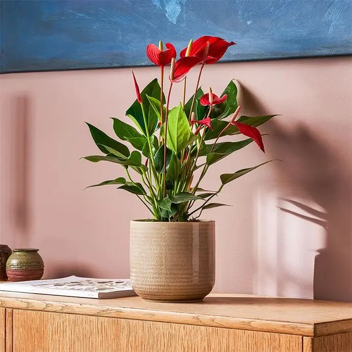 Plantas - Mãe