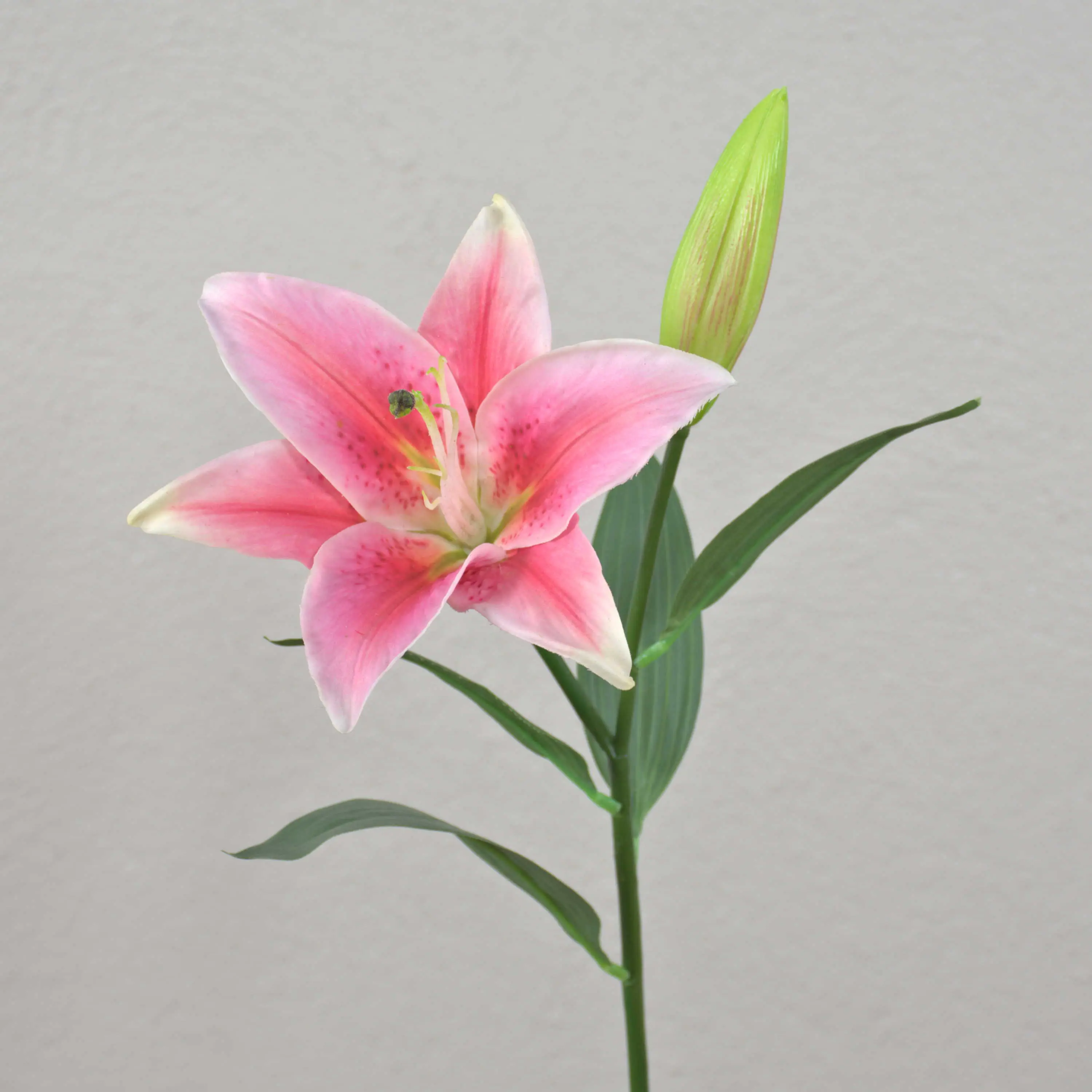 Fiori Singoli