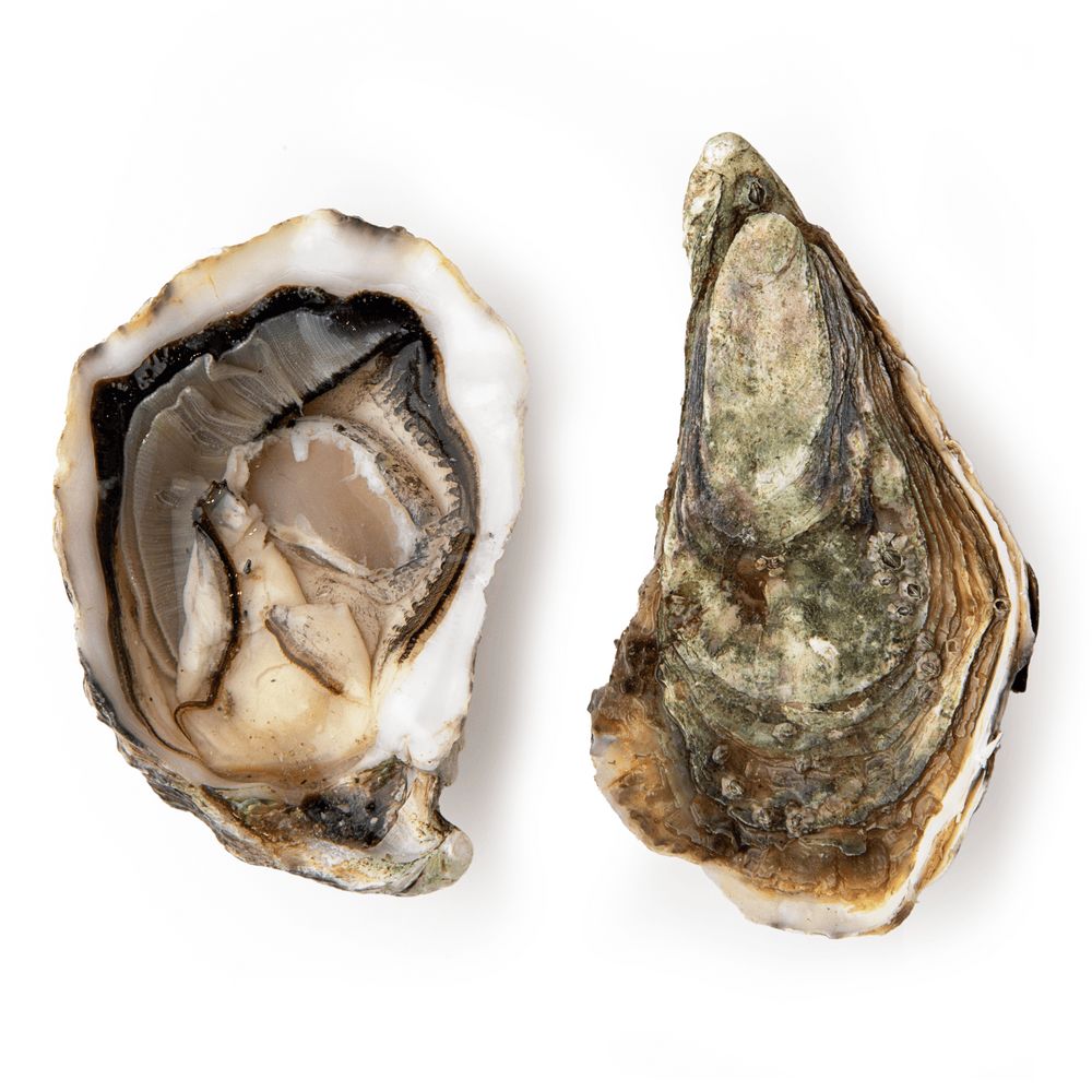 Морепродукти та молюски