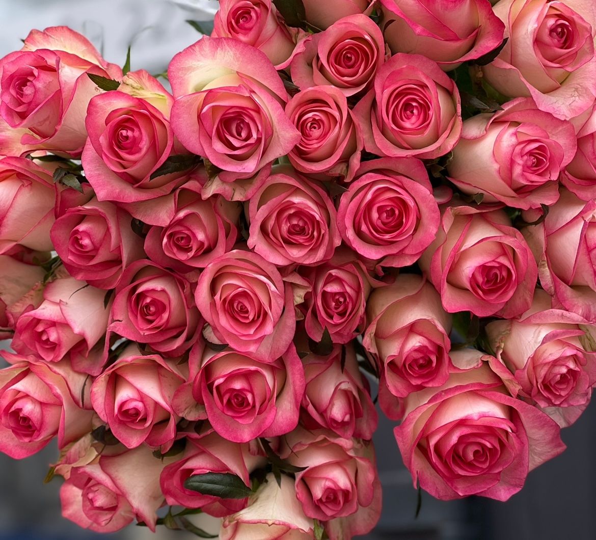 РОЖЕВІ ТРОЯНДИ 