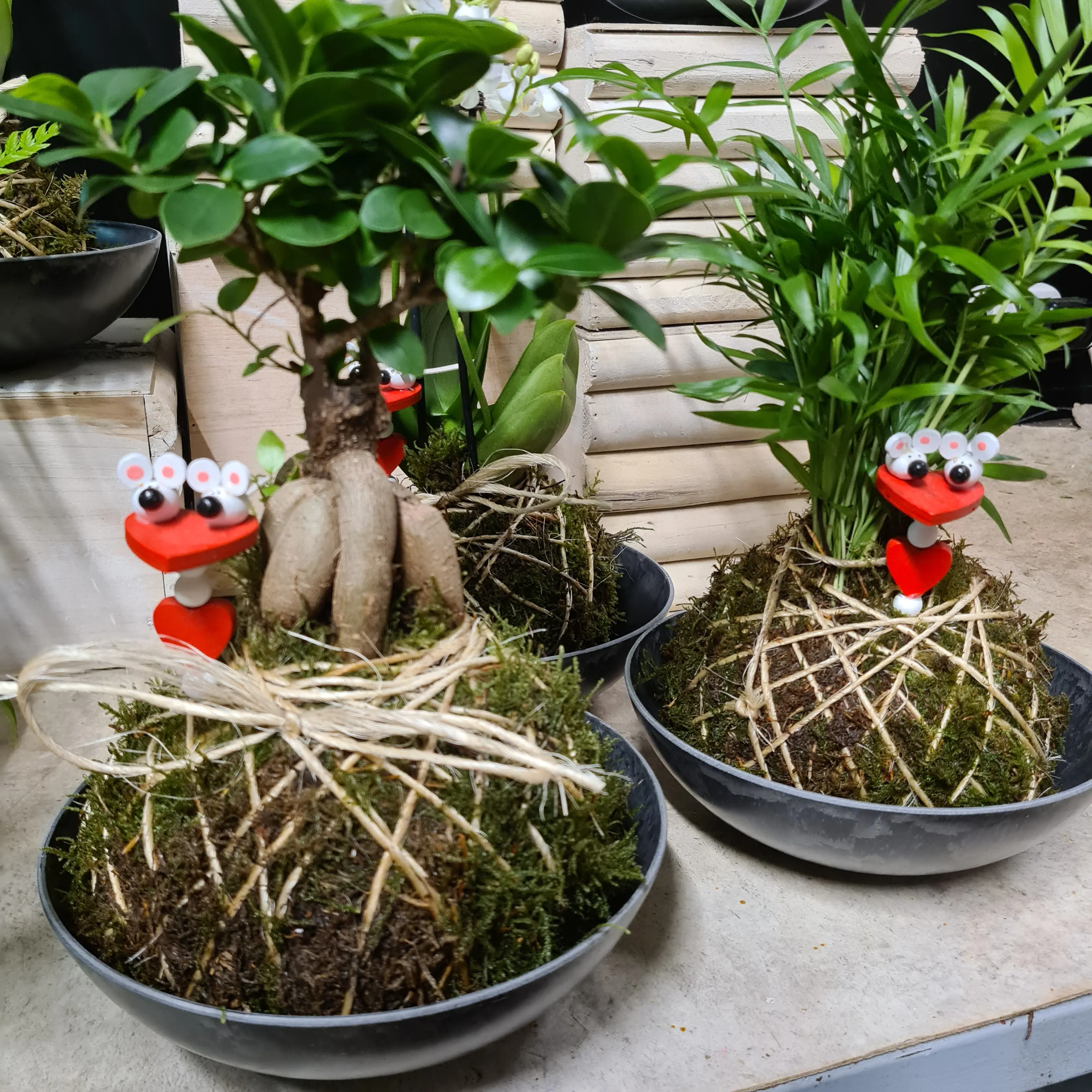 Kokedama