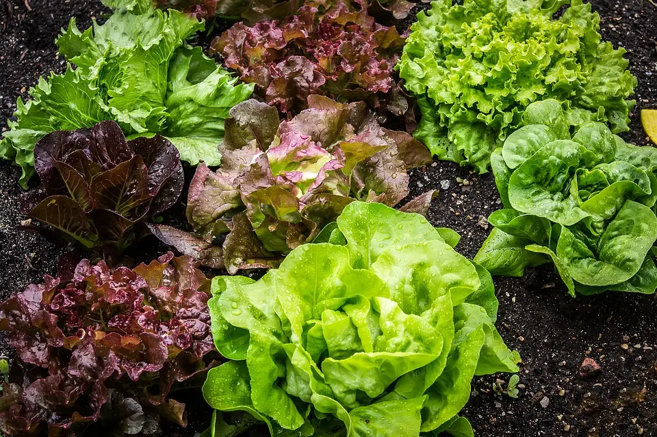 Lechugas O Ensaladas
