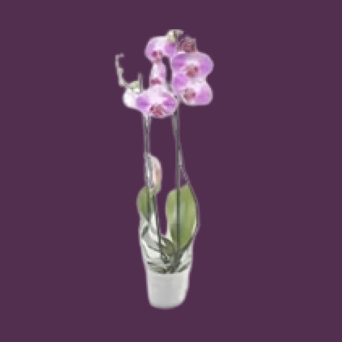 Orchidées 