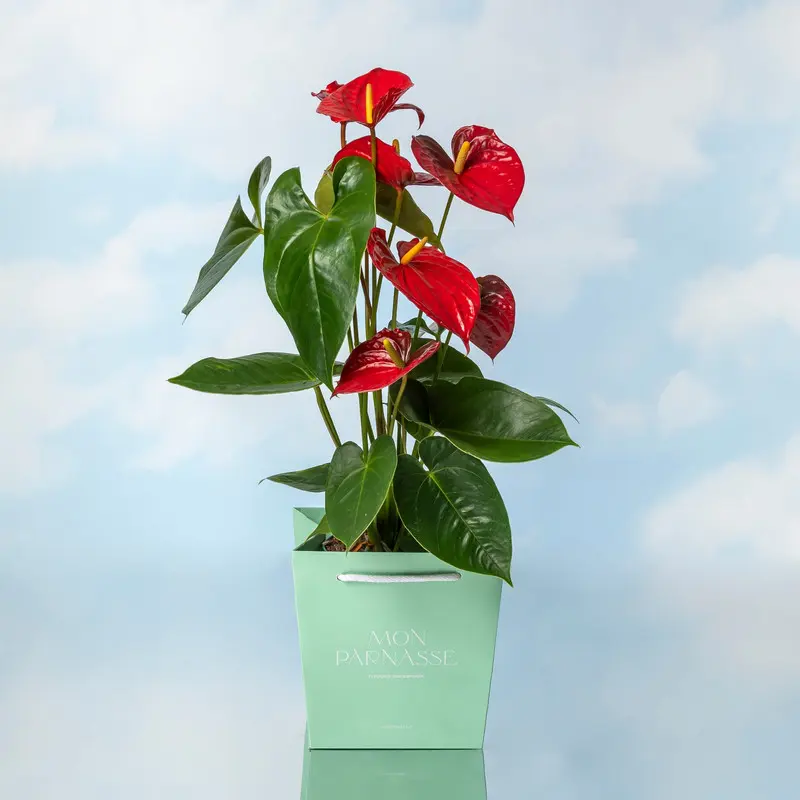 Guzmania