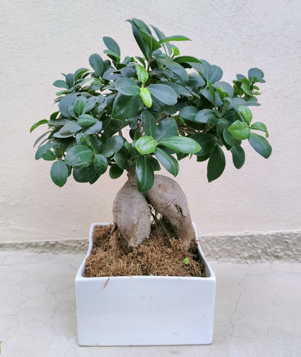 Dillo con una pianta da esterno