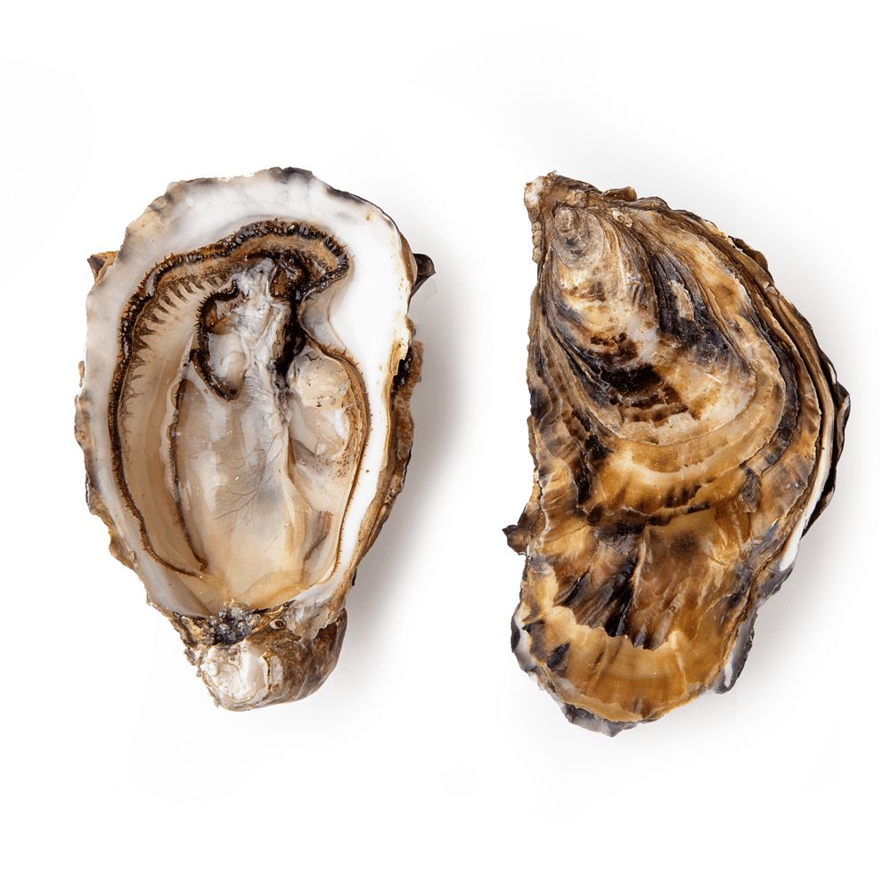 Устриці та лобстери.