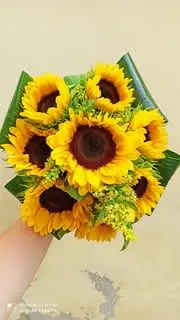 Girasoli