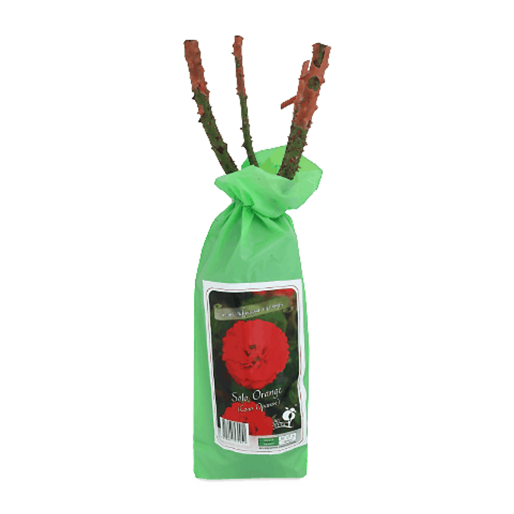 Насіння і саджанці.