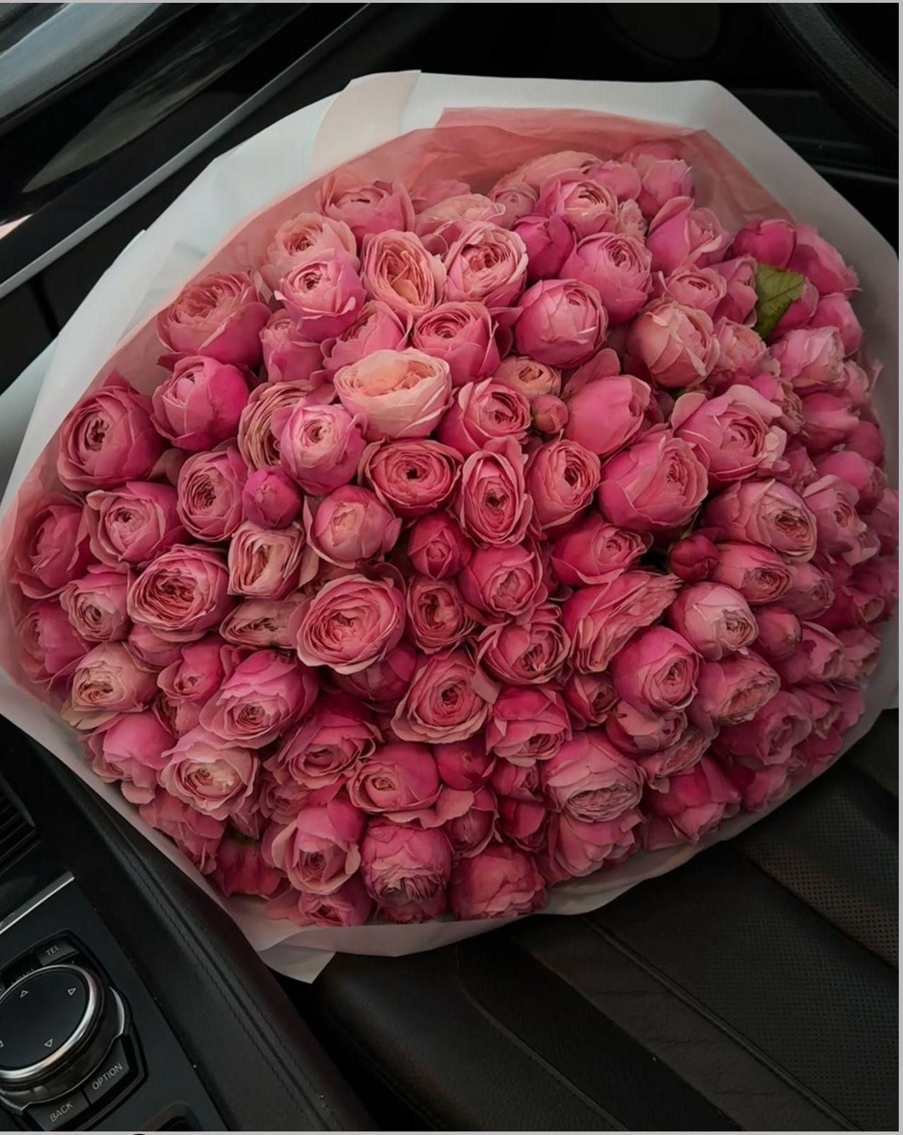 Кущова троянда 