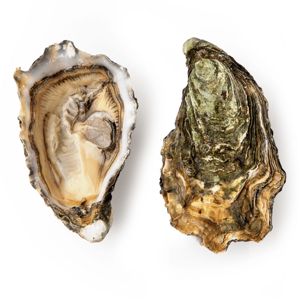 Устриці та лобстери.