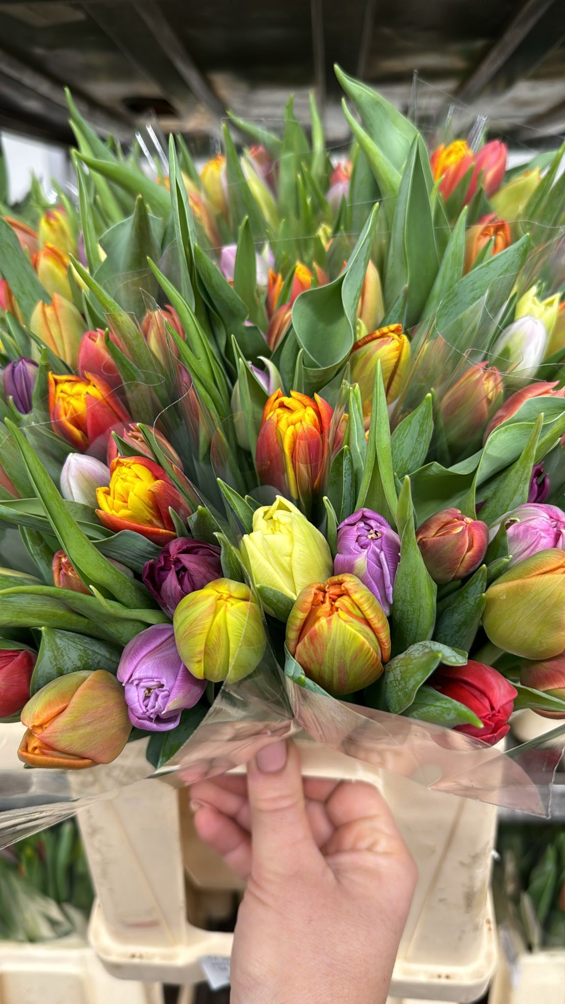 Tulipany