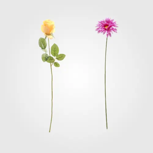 Fiori/Piante