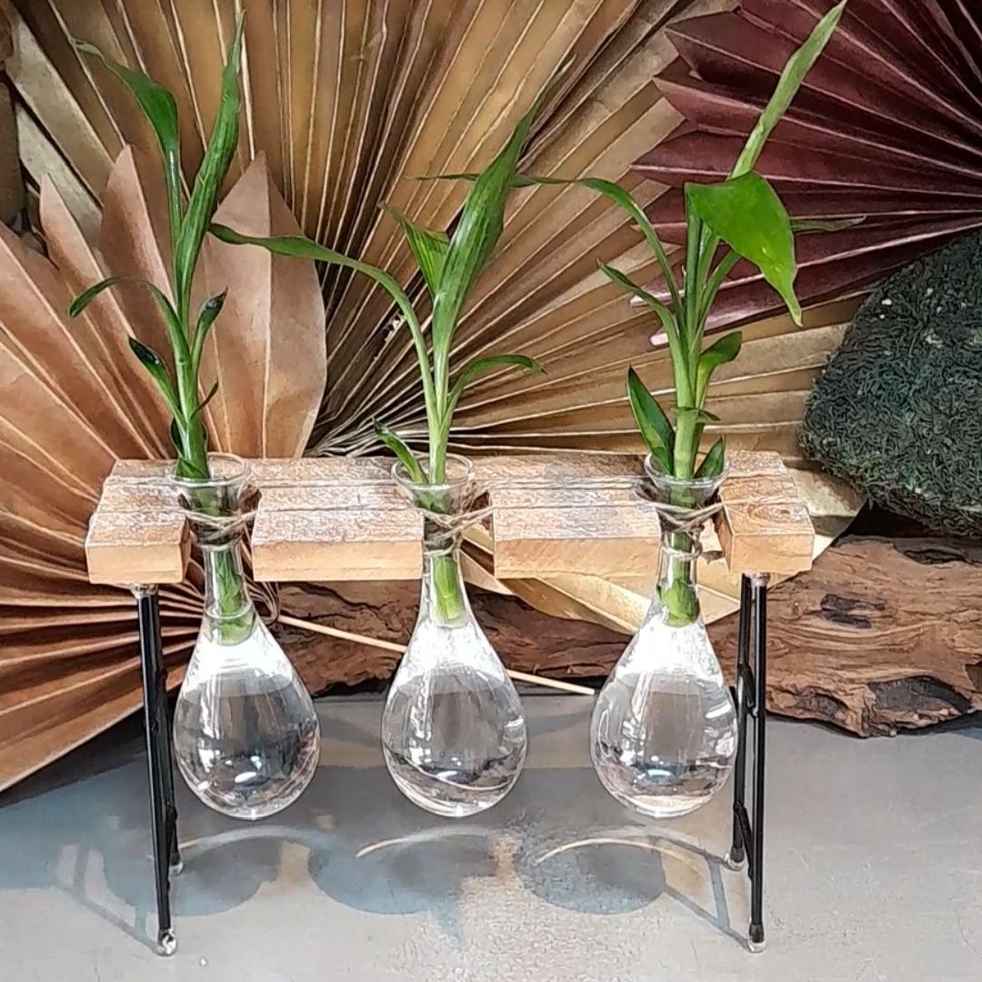 Bamboo