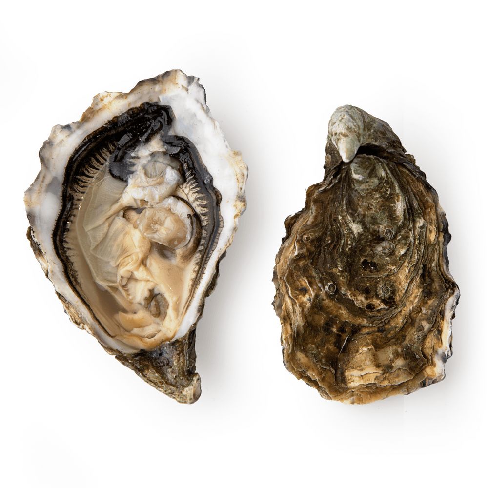 Устриці та лобстери.