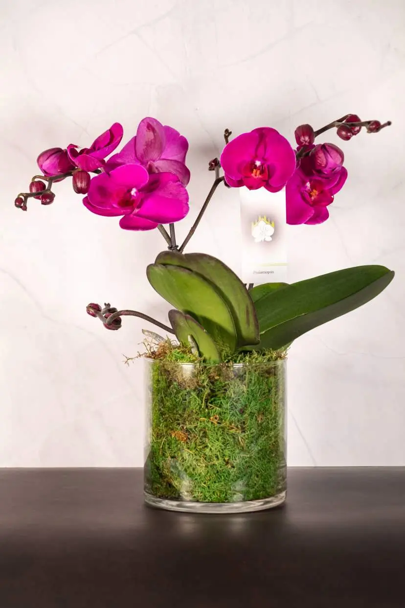 Fiori & Piante