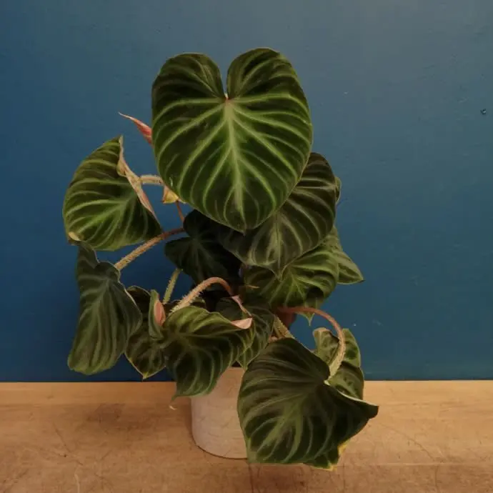 Plantas