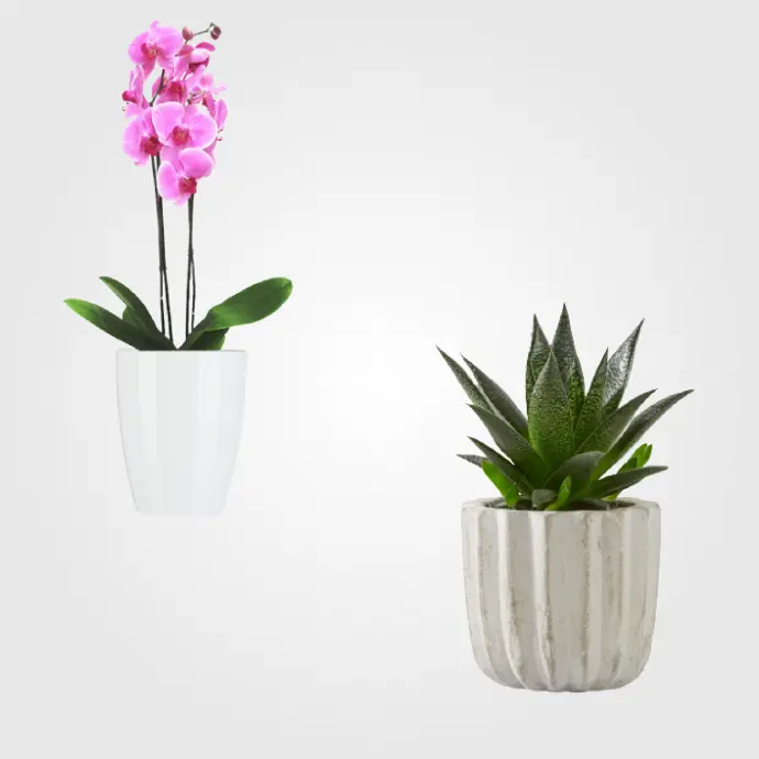 Piante