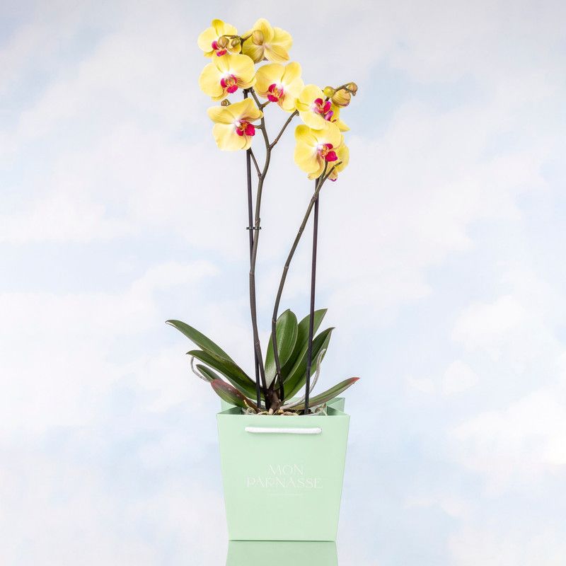 Orquidea Phaleanopsis