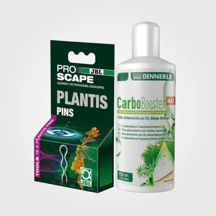 Plante